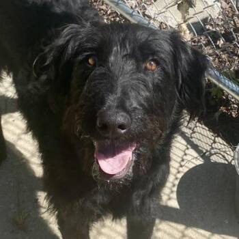 Labrador Retriever and Poodle Dogs Available for Adoption in Erie, Pennsylvania - Josie | PetCurious