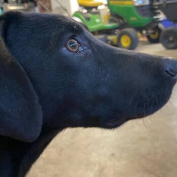 Black Labrador Retriever Dogs Available for Adoption - Mazi | PetCurious