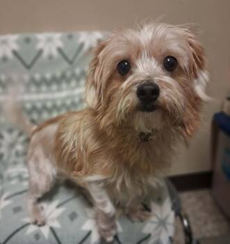 Yorkshire Terrier and Shih Tzu Dogs Available for Adoption - Nugget | PetCurious