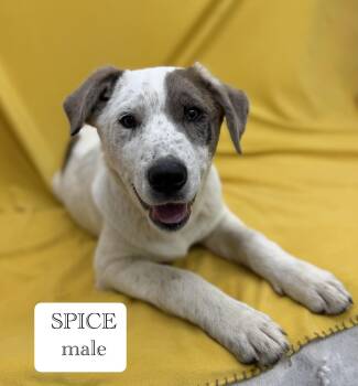 Great Pyrenees and Australian Cattle Dog Blue Heeler Dogs Available for Adoption in Sonora, California - Spice | PetCurious