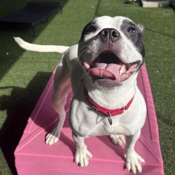 Maxine -  Bulldog Dog for Adoption in Eatontown, New Jersey - Maxine | PetCurious