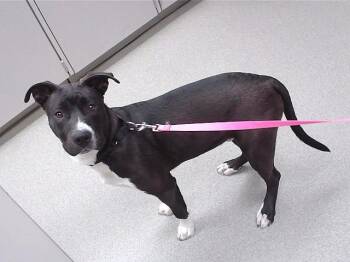 Labrador Retriever and Mixed Breed Dogs Available for Adoption - ENCHILADA | PetCurious