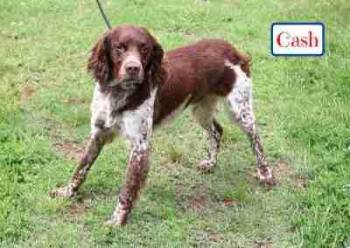 Cash -  Brittany Spaniel Dog for Adoption in Fort Worth, Texas - Cash | PetCurious