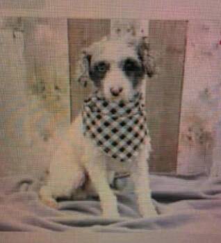Ricky -  Poodle Dog for Adoption in Washington, District Of Columbia - Ricky | PetCurious