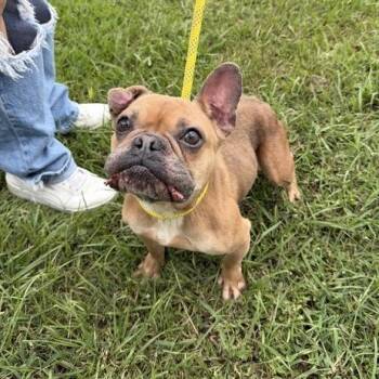 Face Tape -  French Bulldog Dog for Adoption in Carencro, Louisiana - Face Tape | PetCurious