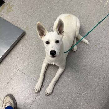 Rescue Husky and Shepherd Dogs for Adoption in Bastrop, Texas - Chuckie 25-10-099 | PetCurious