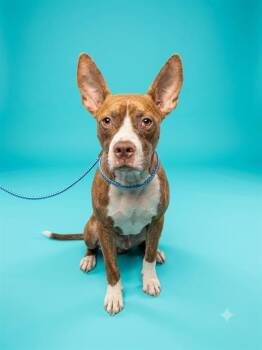 KIRKLAND -  Mixed Breed Dog for Adoption in Jacksonville, Florida - KIRKLAND | PetCurious
