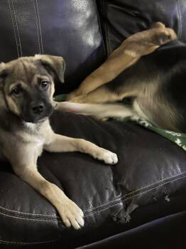 Rescue Shepherd Dogs for Adoption in Broomfield, Colorado - TRENT | PetCurious