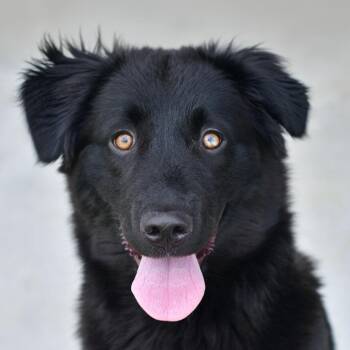 Shepherd and Mixed Breed Dogs Available for Adoption in Ottawa, Kansas - Raven | PetCurious