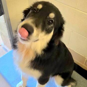 William -  Border Collie and Mixed Breed Dog for Adoption in Lynchburg, Virginia - William | PetCurious