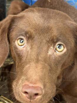 Rescue Whippet and Boykin Spaniel Dogs for Adoption in New York, New York - Piper (SC) | PetCurious