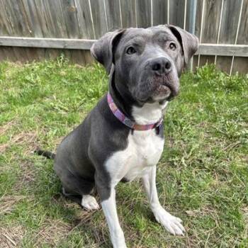 Mixed Breed Dogs Available for Adoption in Lansing, Michigan - Willow | PetCurious
