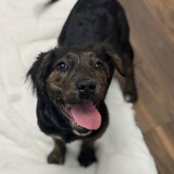 Mixed Breed Dogs Available for Adoption - Nettie | PetCurious