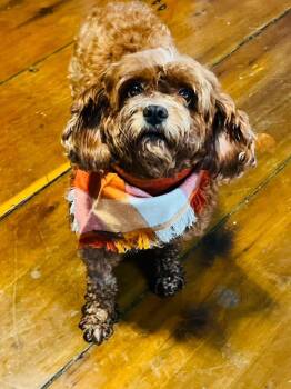 Ashley -  Cavalier King Charles Spaniel and Miniature Poodle Dog for Adoption in Georgetown, Ohio - Ashley | PetCurious