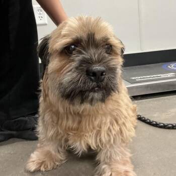 Hutch -  Shih Tzu and Lhasa Apso Dog for Adoption in Tampa, Florida - Hutch | PetCurious