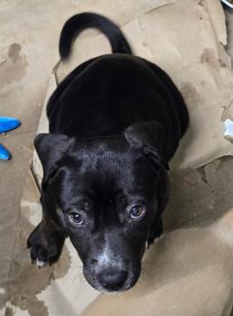 ALEXA -  Pit Bull Terrier Dog for Adoption in Broomfield, Colorado - ALEXA | PetCurious
