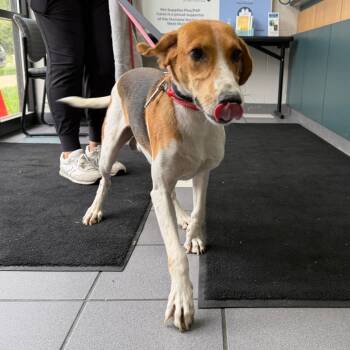 Monkey D. Dragon -  Mixed Breed Dog for Adoption in Walker, Michigan - Monkey D. Dragon | PetCurious