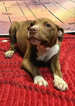 Rescue Pit Bull Terrier and Mixed Breed Dogs for Adoption in Murphysboro, Illinois - Petunia | PetCurious
