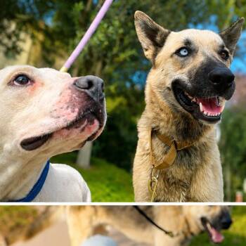 Alex -  Shepherd and Husky Dog for Adoption in San Diego, California - Alex | PetCurious