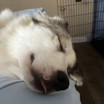 Chase Mulberry 2026-366 -  Husky and Great Pyrenees Dog for Adoption in Winder, Georgia - Chase Mulberry 2026-366 | PetCurious