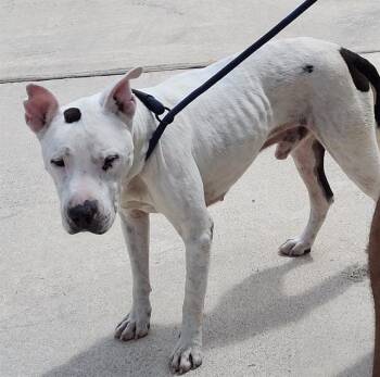 SPARTACUS -  American Bulldog Dog for Adoption in San Antonio, Texas - SPARTACUS | PetCurious