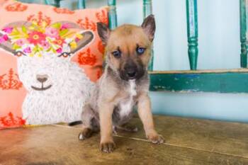 Oregano -  Border Collie and Shepherd Dog for Adoption in San Antonio, Texas - Oregano | PetCurious