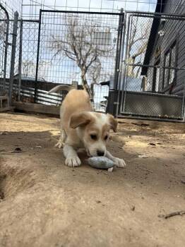 Australian Shepherd and Great Pyrenees Dogs Available for Adoption - Duke | PetCurious