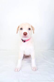 Lemonade -  Great Pyrenees Dog Available for Adoption in Bixby, Oklahoma - Lemonade | PetCurious