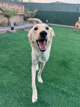 Rescue Shepherd and Saluki Dogs for Adoption in Huntingtown, Maryland - Goldy- Needs Foster Home | PetCurious