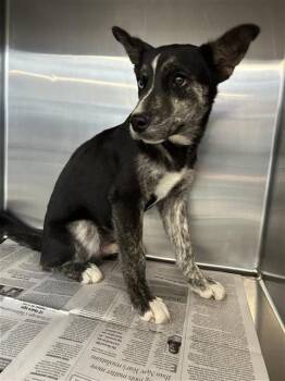 Husky Dogs Available for Adoption in San Antonio, Texas - SHILOH | PetCurious