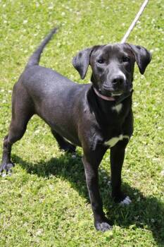 Ozzy -  Mixed Breed Dog Available for Adoption in Dyersburg, Tennessee - Ozzy | PetCurious