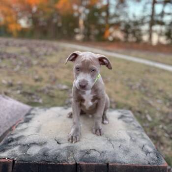 Rescue Pit Bull Terrier and Labrador Retriever Dogs for Adoption - Gatsby | PetCurious