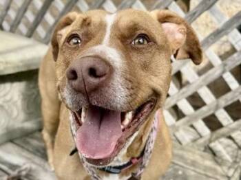 Rescue Mixed Breed Dogs for Adoption in Georgetown, Texas - Nancy | PetCurious