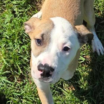 Thor -  Labrador Retriever and Pit Bull Terrier Dog for Adoption in Madisonville, Kentucky - Thor | PetCurious