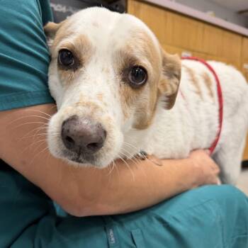 Rescue Cattle Dog and Mixed Breed Dogs for Adoption in Durango, Colorado - Zoe | PetCurious