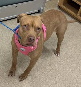 ELLIE -  American Staffordshire Terrier Dog for Adoption in Grand Prairie, Texas - ELLIE | PetCurious