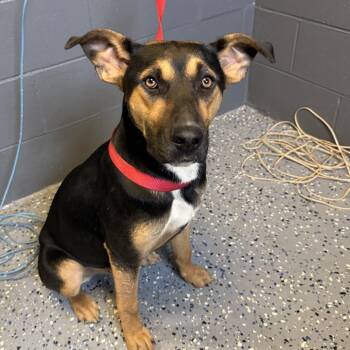 Valkyrie -  Shepherd and Mixed Breed Dog for Adoption in Tuscaloosa, Alabama - Valkyrie | PetCurious