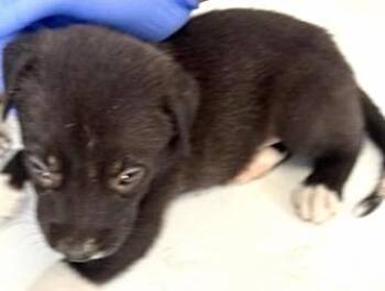 A659234 -  Labrador Retriever Dog for Adoption in Houston, Texas - A659234 | PetCurious