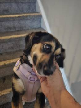 Cookie -  Beagle and Shepherd Dog for Adoption in Stafford, Virginia - Cookie | PetCurious