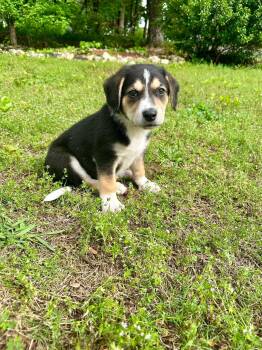 Hound and Labrador Retriever Dogs Available for Adoption in Brierfield, Alabama - Boston  | PetCurious