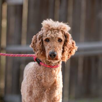 Oscar -  Standard Poodle Dog for Adoption in Chester Springs, Pennsylvania - Oscar | PetCurious