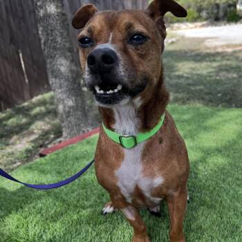 Rudy -  Chihuahua and Mixed Breed Dog for Adoption in Wimberley, Texas - Rudy | PetCurious