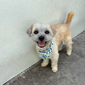 Maltese and Terrier Dogs Available for Adoption in Los Angeles, California - Stevie | PetCurious