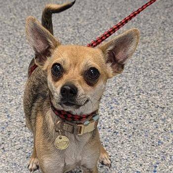 Chihuahua Dogs Available for Adoption in Greenville, South Carolina - Strawberry | PetCurious