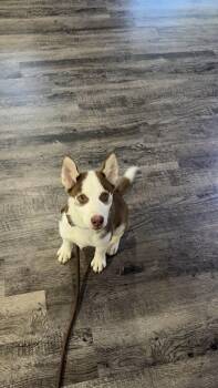 Willow -  Husky Dog for Adoption in Alma, Michigan - Willow | PetCurious
