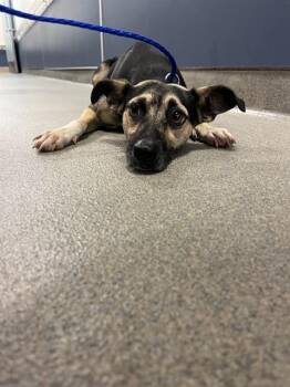 PIXEL -  Rat Terrier and Mixed Breed Dog for Adoption in Doral, Florida - PIXEL | PetCurious