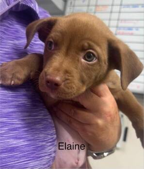 Elaine -  American Staffordshire Terrier and Husky Dog for Adoption in St. George, Utah - Elaine | PetCurious