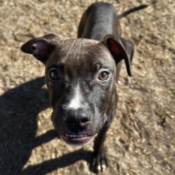 Rescue Pit Bull Terrier Dogs for Adoption in Valdosta, Georgia - Phoenix | PetCurious