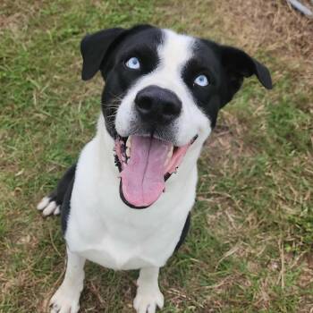 Rescue Husky and Labrador Retriever Dogs for Adoption in Brunswick, Georgia - ANCHORAGE | PetCurious