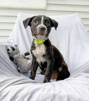 Plum -  Mixed Breed Dog for Adoption in Murray, Kentucky - Plum | PetCurious